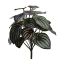 WATERMELON PEPEROMIA BUSH W/24LVS 28CM BURGUNDY GREEN