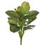 CALATHEA PLANT 55CM GREEN