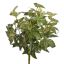 MAPLE LEAF BUSH 48CM JAPANESE