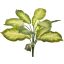 BUSH W/12LVS 40CM GOLDEN DIEFFENBACHIA