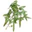 FLAT ACER PLANT LIGHT GREEN