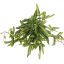 FLAT ACER PLANT GREEN