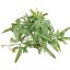 FLAT ACER PLANT LIGHT GREEN