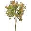BOXWOOD BERRY BUSH 32CM PEACH