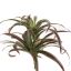 SPIDER PLANT 35CM BURGUNDY