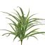SPIDER PLANT 35CM GREEN WHITE