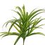 SPIDER PLANT 35CM GREEN YELLOW