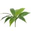 PLANT 35CM D50CM GREEN