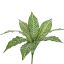 PLANT 35CM D50CM GREEN WHITE