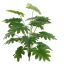 MONSTERA 65CM GREEN
