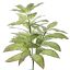SPECKLE PLANT 80CM GREEN
