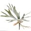 STAGHORN 40CM GREEN
