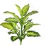 GOLDEN DIEFFENBACHIA 45CM GREEN