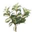 CORDYLINE PLANT 45CM GREEN