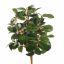 CYTRUS LEAF PLANT 30CM PEACH