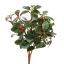 CYTRUS LEAF PLANT 30CM RED