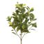 WESTLAND FICUS 55CM GREEN