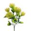 DIANTHUS BUSH 35CM YELLOW