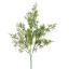 SPRENGERI BUSH 50CM GREEN