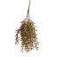 SENECIO BUSH 45CM BROWN