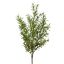 ROSEMARY BUSH 50CM GREEN