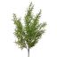 ROSEMARY BUSH 60CM GREEN