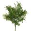 DUSTY MILLER BUSH 37CM GREEN