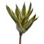 SUCCULENT 33CM GREEN
