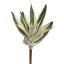 SUCCULENT 33CM WHITE GREEN