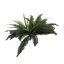 BOSTON FERN BUSH W/48LVS 52CM GREEN