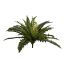 BOSTON FERN 45CM GREEN