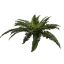 BOSTON FERN 59CM GREEN