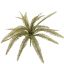 BOSTON FERN 40CM GREEN