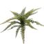 BOSTON FERN 35CM GREEN