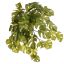VARI SPLIT PHILO HANGING BUSH X8 35CM GREEN