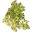 VARI SPLIT PHILO HANGING BUSH X8 35CM WHITE GREEN