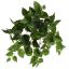 BUSH X 8 W/116LVS POTHOS