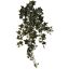 BUSH X 9 W/170LVS HOLLAND