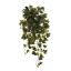 HANGING IVY BUSH 83 CM X 10 80CM HOLLAND