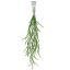 HANGING SENECIO BUSH 75CM GREEN