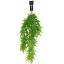 HANGING ACER 80CM GREEN