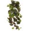 PERILLA HANGING BUSH 50CM GREEN PURPLE
