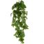 POTHOS BUSH 100CM GREEN