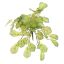 MINI ALOCASIA BUSH 40CM GREEN