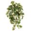 GERANIUM BUSH 50CM WHITE GREEN