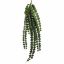 HOYA CARNOSA BUSH 90CM GREEN