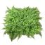 FERN MAT 50X50 GREEN