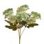 HYDRANGEA BUSH X 5 GREEN