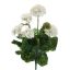 GERANIUM BUSH X9 H47CM CREAM
