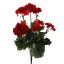 GERANIUM BUSH 49CM RED